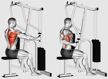 ¿Deberíamos centrarnos en el remo o en los tirones para un mejor entrenamiento de la espalda?